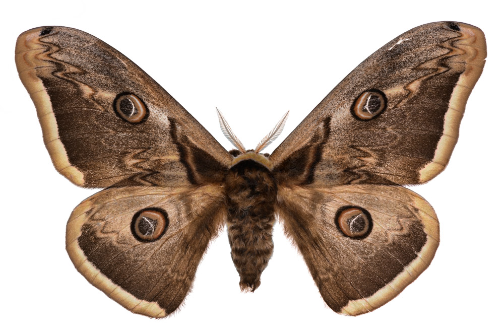 Familie der Pfauenspinner, Fundort Merzig, 132 Flügelspannweite